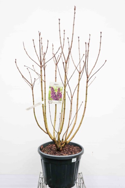 Бузок Анденкен ан Людвіг Шпет саджанець